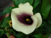 calla 1.webp