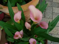 calla 2.webp
