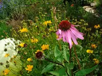 echinacea purpurea.webp