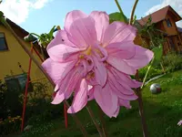 riesendhalienblüte.webp
