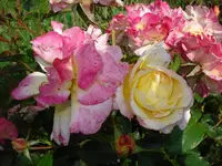 rose kann sich nicht entscheiden.webp