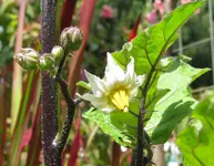 Kürbis am StielBlüte offen90%.webp