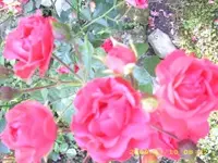 JD500139.webp