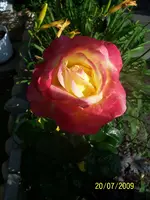 100_1977.webp