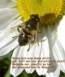 Bienenstich.JPG