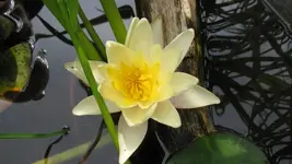 001.webp