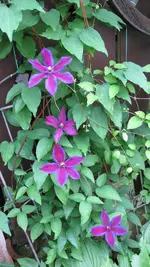 015 (2).webp