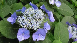 040.webp