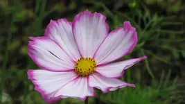 068.webp