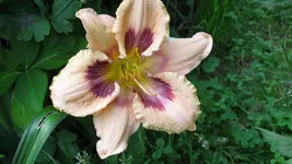 tagliliepaperbutterfly.webp