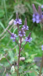 verbena hastata.webp