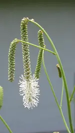 wiesenraute.webp