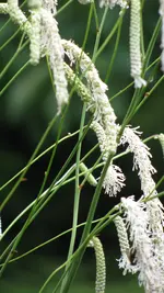 wiesenraute (2).webp