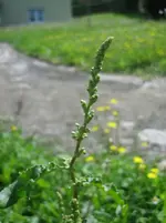 20090721_9035.webp 20090721_9035.webp