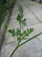 20090721_9040.webp 20090721_9040.webp