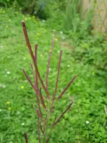 20090721_9041.webp