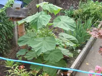 unbekannte Pflanze 001.webp
