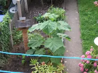 unbekannte Pflanze 002.webp