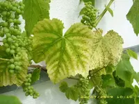 Weinblatt  1 636.webp