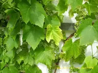 Weinblätter m Flecken 634.webp