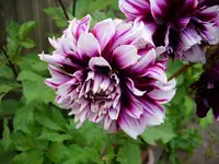 DSCI0641.webp