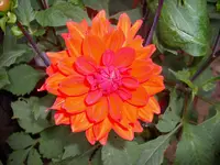 DSCI0642.webp