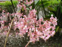 rosa_blueten.webp