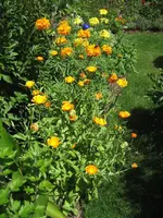 garten 09 001.webp