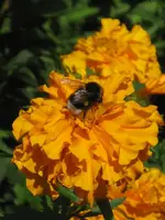garten 09 002.webp