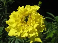garten 09 003.webp