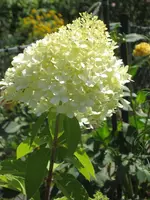 garten 09 005.webp