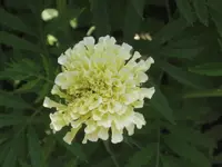 garten 09 008.webp