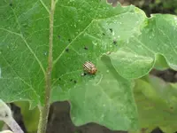 garten 09 017.webp