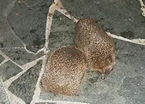 IMGP2651 2009-07-21 igel bei nacht.webp