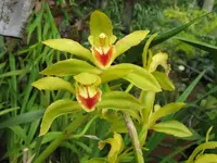 orchidee.webp