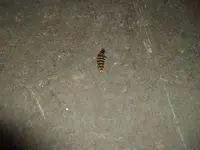 IMGP1942.webp