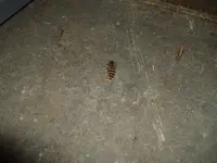 IMGP1943.webp