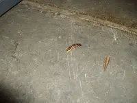 IMGP1944.webp