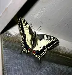 ab19 008.webp