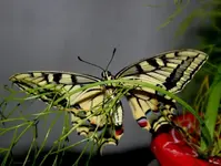 ab19 024.webp
