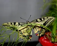 ab19 028.webp