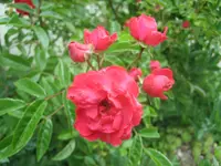 20080521_5519.webp