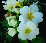 Winter 2009 562 v.webp