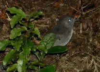 Tiere alt 670 Robin v.webp