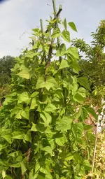 2009  Garten -7-4-2 003-1.webp