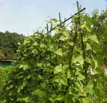 2009  Garten -7-4-2 004-1.webp