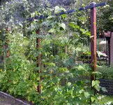 2009  Garten -7-4-2 005-1.webp