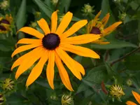 DSCN7454.webp