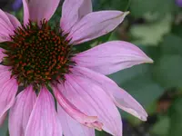 DSCN7446.webp