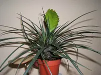 unbekannte Pflanze 003.webp
